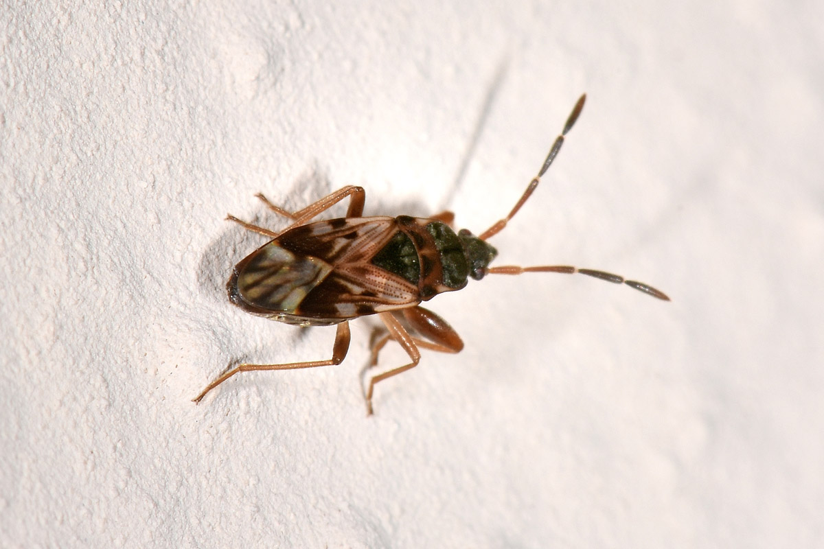 Scolopostethus sp?